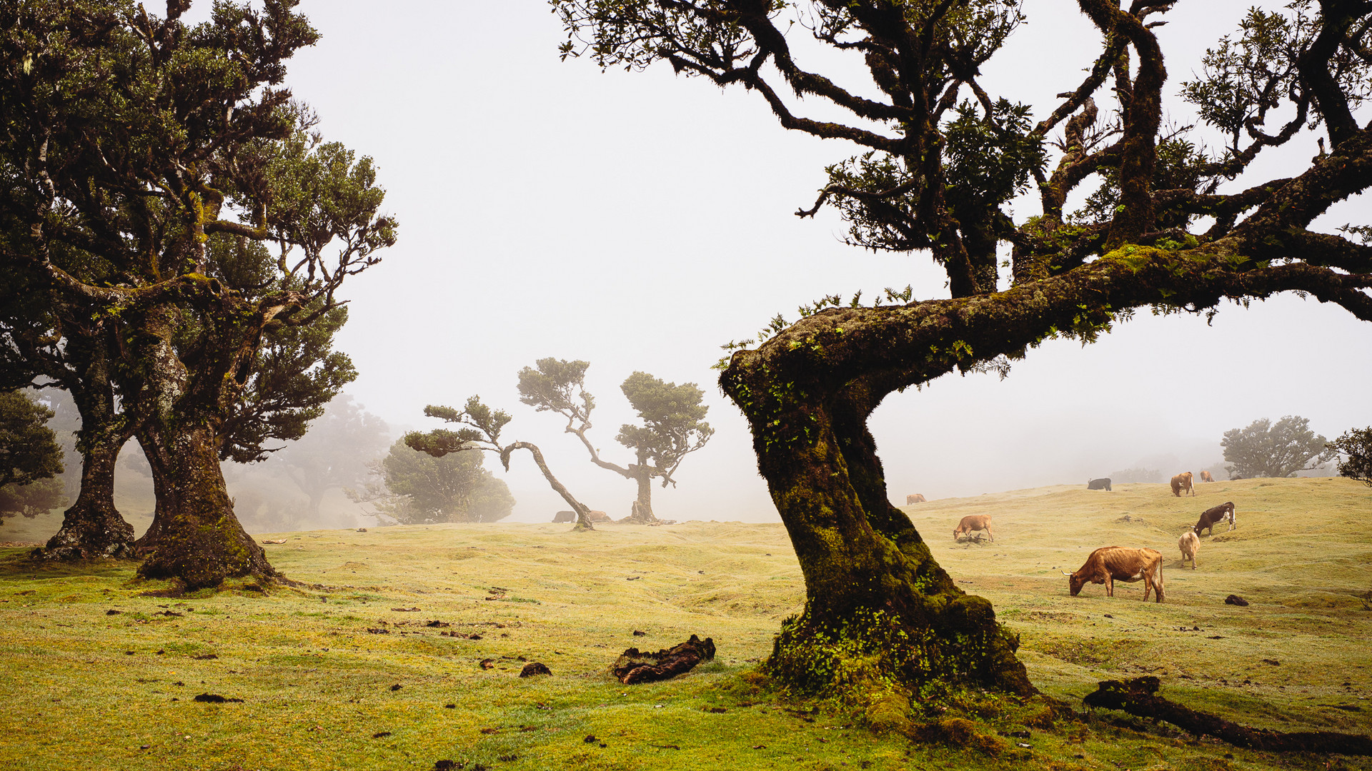 Laurisilva, Fanal, Madeira.