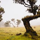 Laurisilva, Fanal, Madeira.