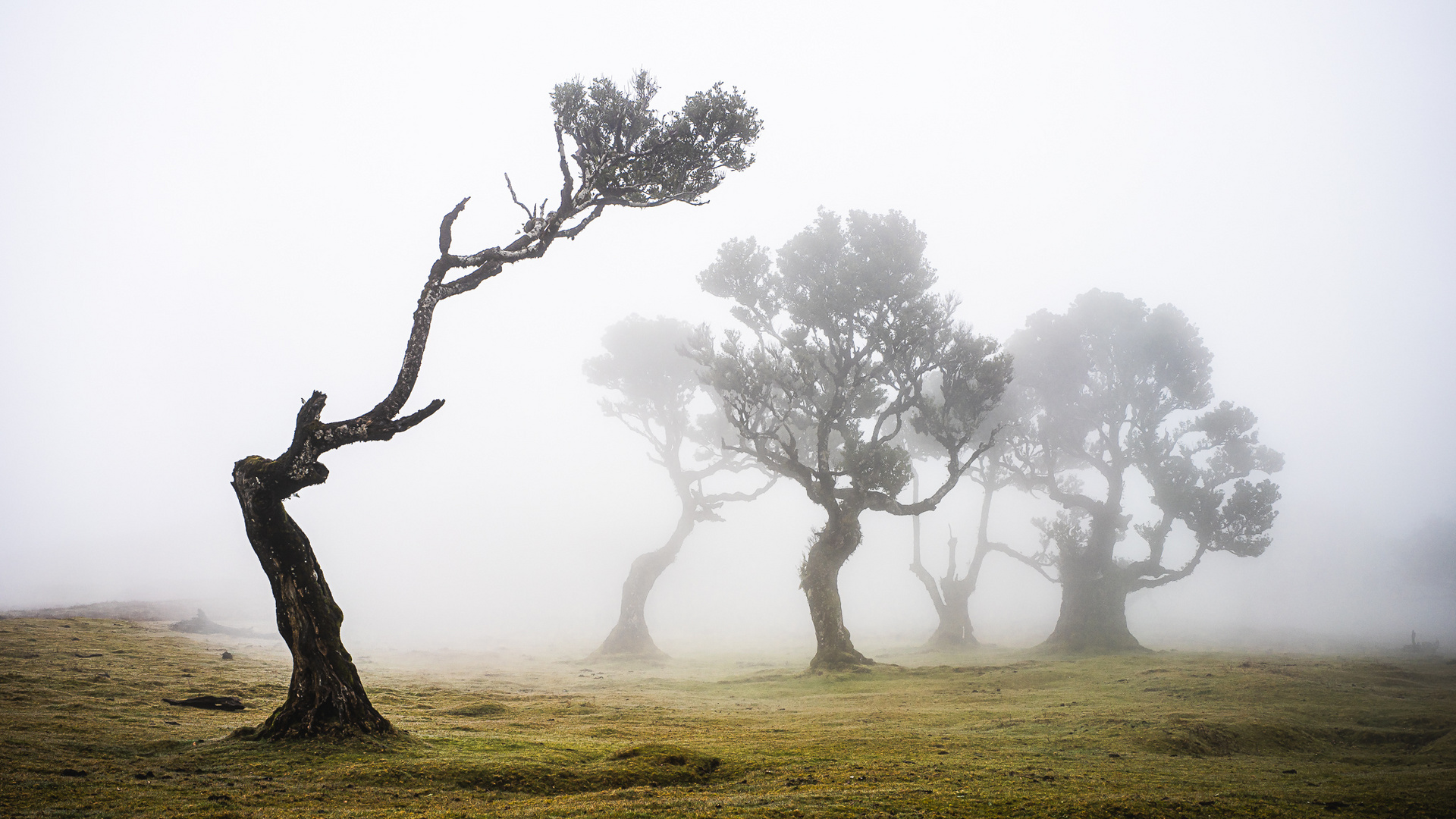 Laurisilva, Fanal, Madeira.