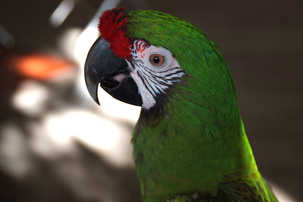 Lauro mi guacamaya