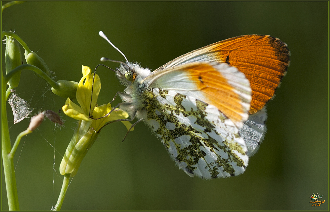 L'aurora (Anthocharis cardamines (Linnaeus, 1758)) MASCHIO