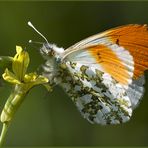 L'aurora (Anthocharis cardamines (Linnaeus, 1758)) MASCHIO