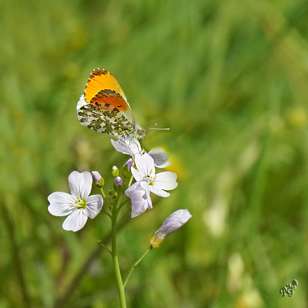 L'aurore  mâle sur la cardamine ....