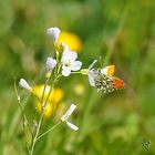 L'aurore sur la cardamine ...