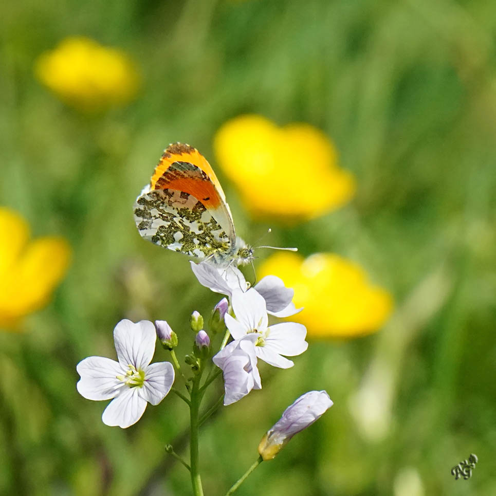 L'aurore sur la cardamine