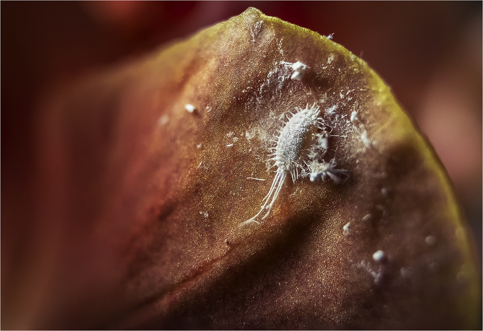 Laus Foto & Bild natur, macro, pflanzen Bilder auf