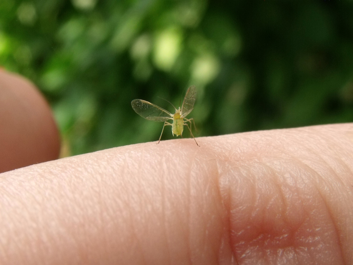 Laus Foto & Bild tiere, natur Bilder auf