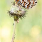 Lausbande & Melitaea didyma