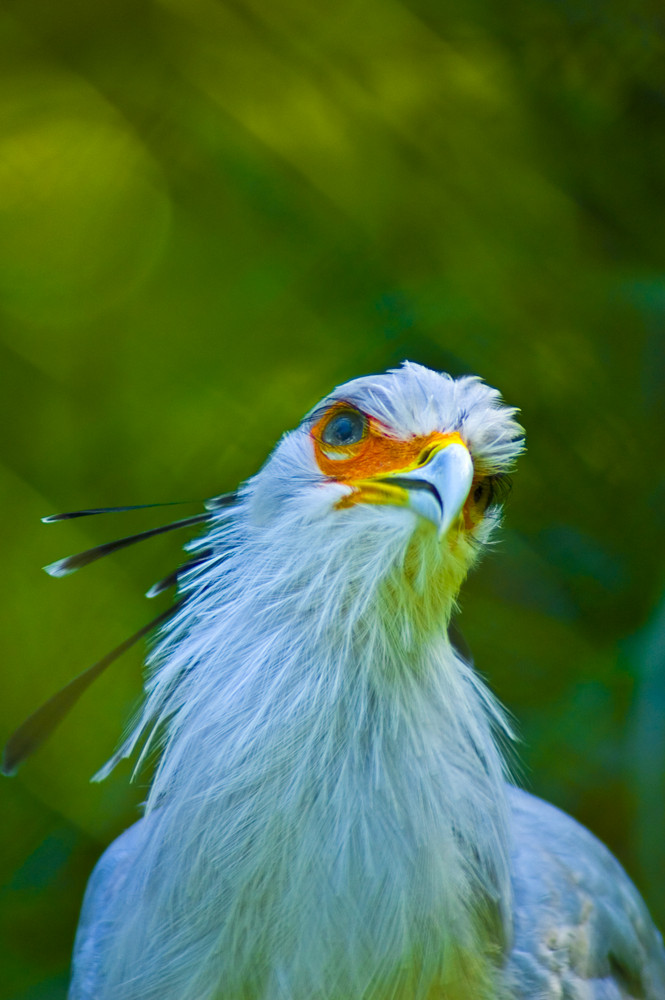 Lauschen eines Vogels