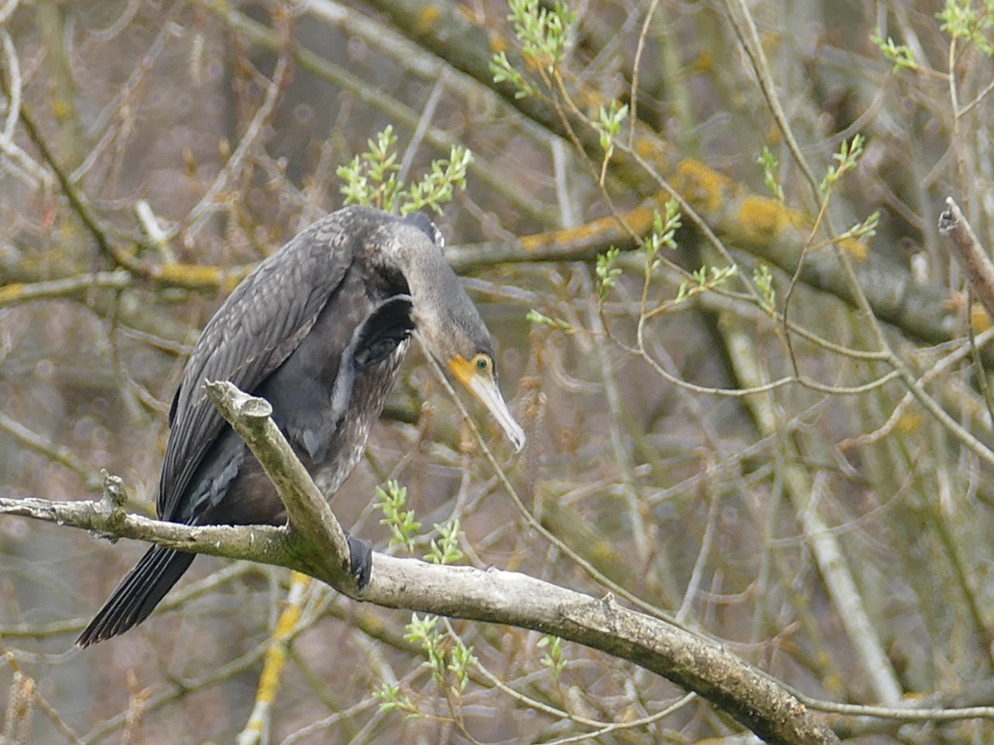 lauschender Kormoran