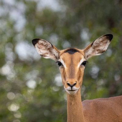 Lauscher auf Empfang