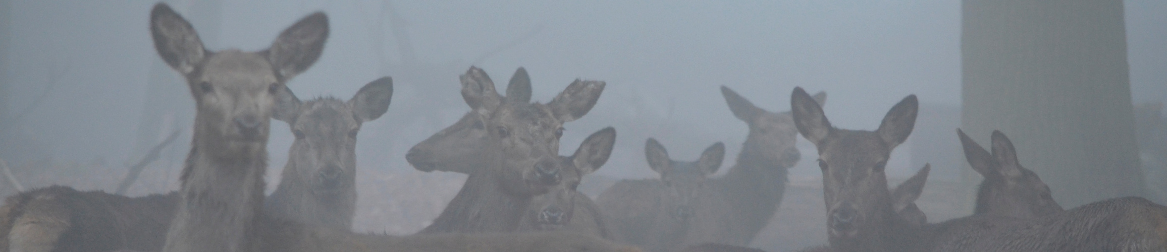 Lauscher auf im Nebel...