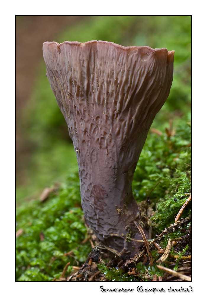 Lauscher im Wald