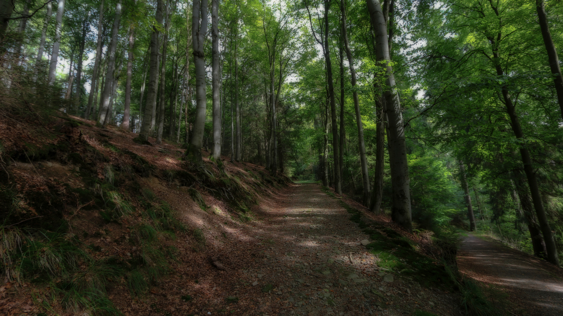 Lauschiger Wald