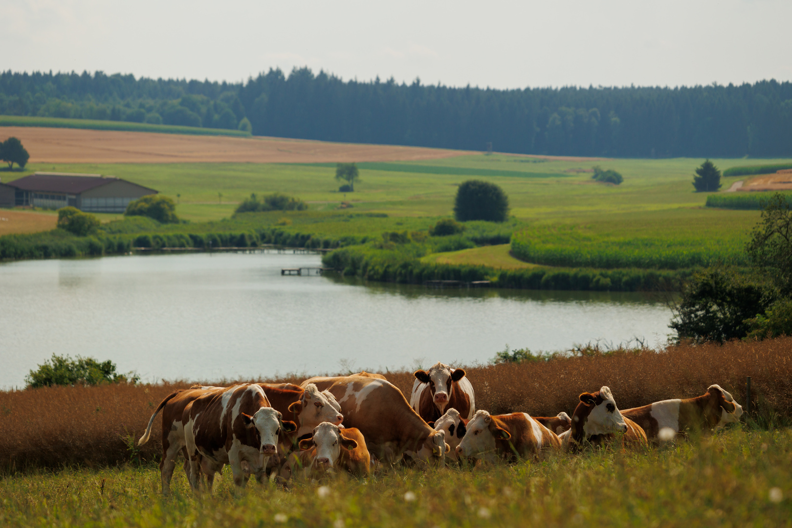 Lausheimer Gruppe