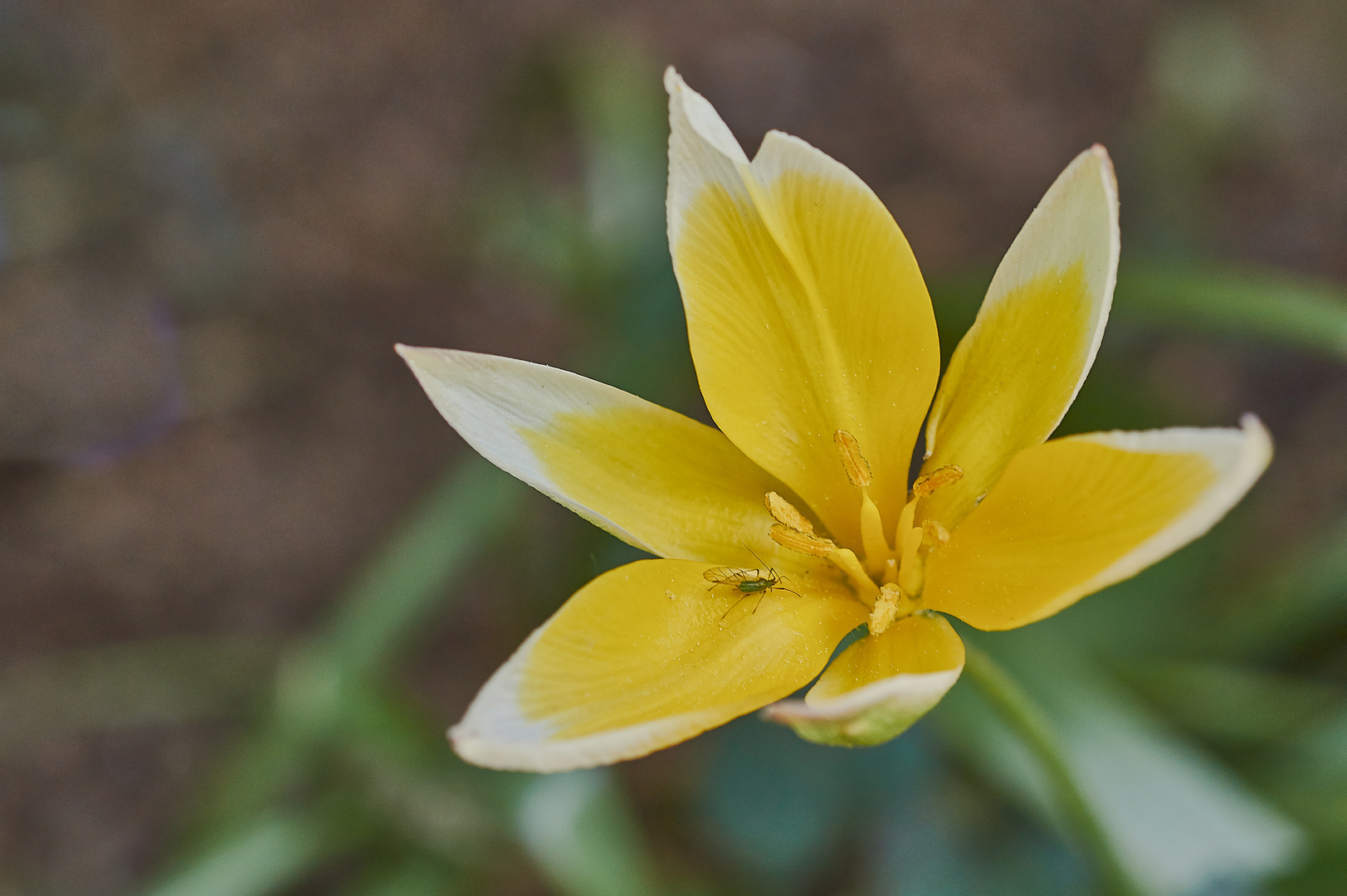 Lausige Wildtulpe