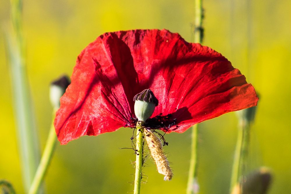 Lausige Zeiten Foto & Bild quatsch, fun und rätselecke, tiere