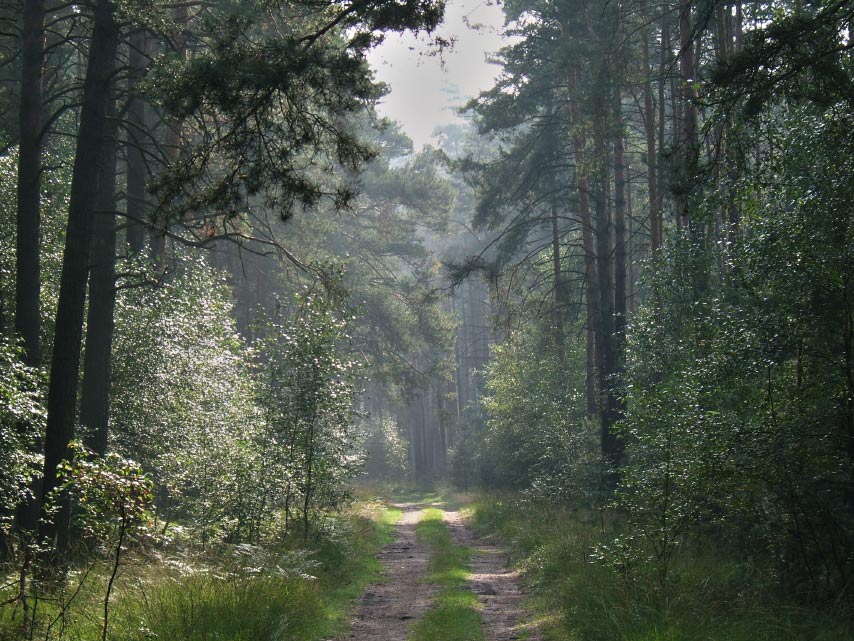 Lausitzer Kiefernwald