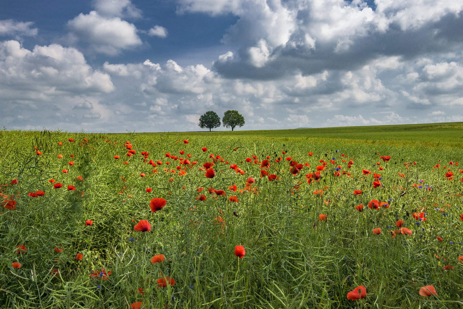 Lausitzer Landschaft