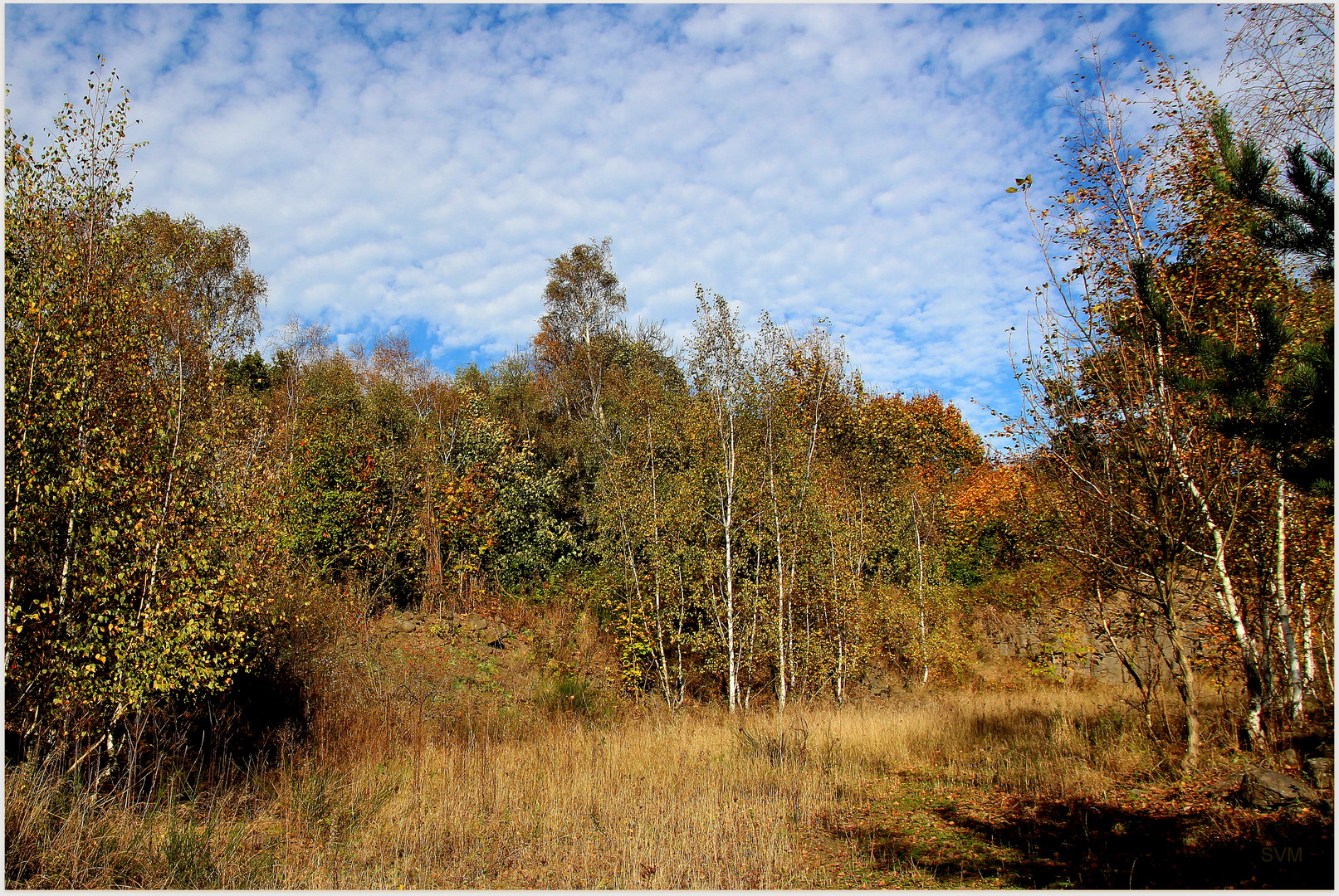 Lausitzer Wald im Herbstkleid