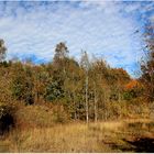 Lausitzer Wald im Herbstkleid