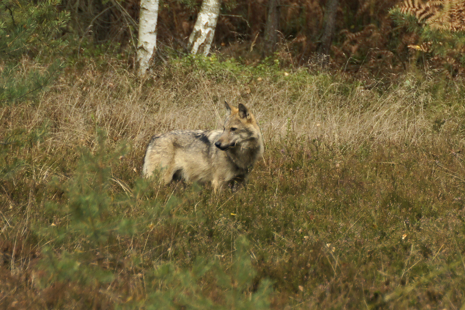 Lausitzer Wolf (Canis lupus)