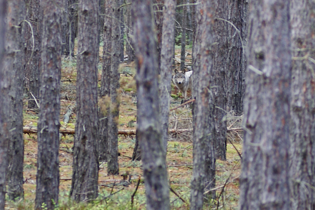 Lausitzer Wolf (Canis lupus)