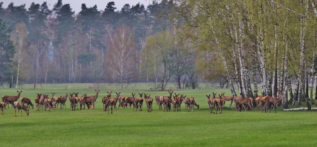 Lausitzimpressionen Mai 2021/ 5