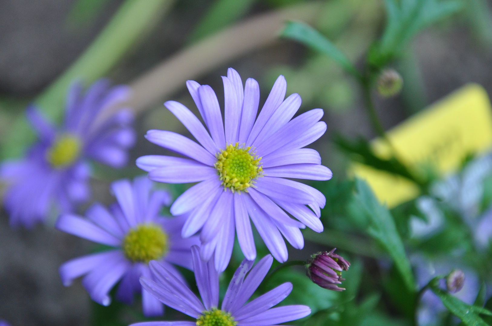 Laut Aufschrift des Etiketts ein blaues Gänseblümchen.....?