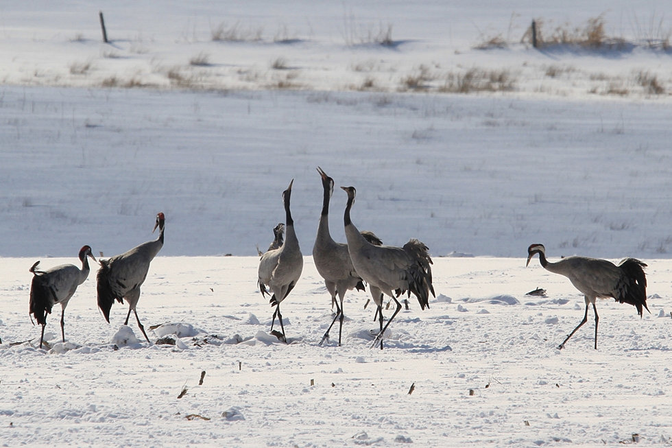 laut im schnee