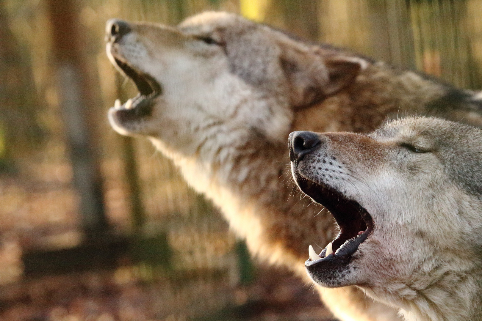 Laut lauter noch lauter Foto & Bild anfängerecke nachgefragt
