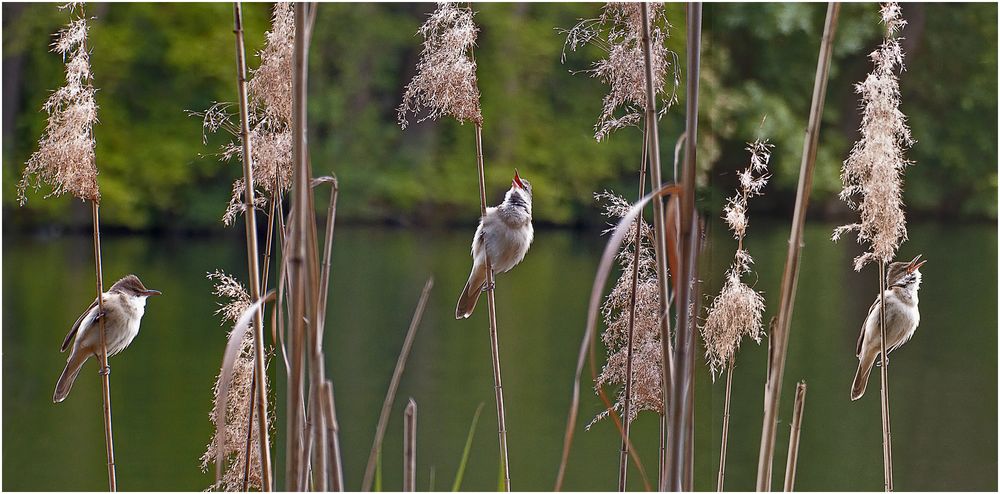 Laut war es Foto Bild berlin natur tiere Bilder Laut war es Foto Bild berlin natur tiere Bilder
