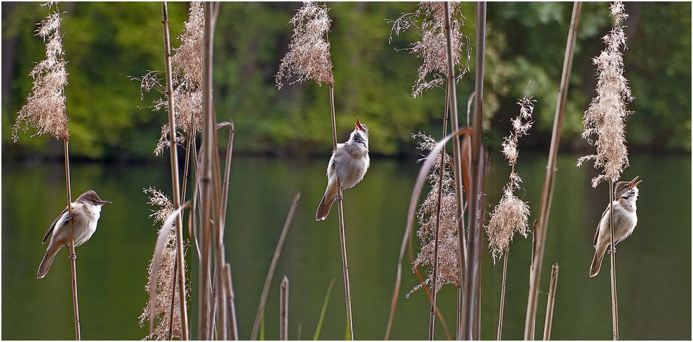  Laut  war es Foto Bild  berlin natur tiere Bilder  