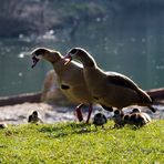 Laut wurde es heute plötzlich an der Rems in Waiblingen