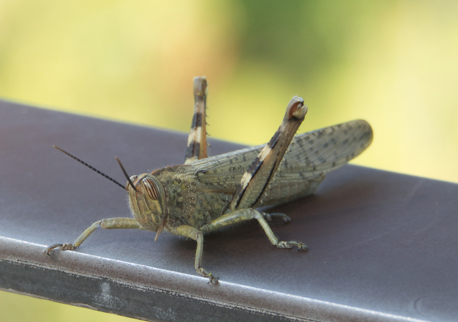 Laute Insekten 