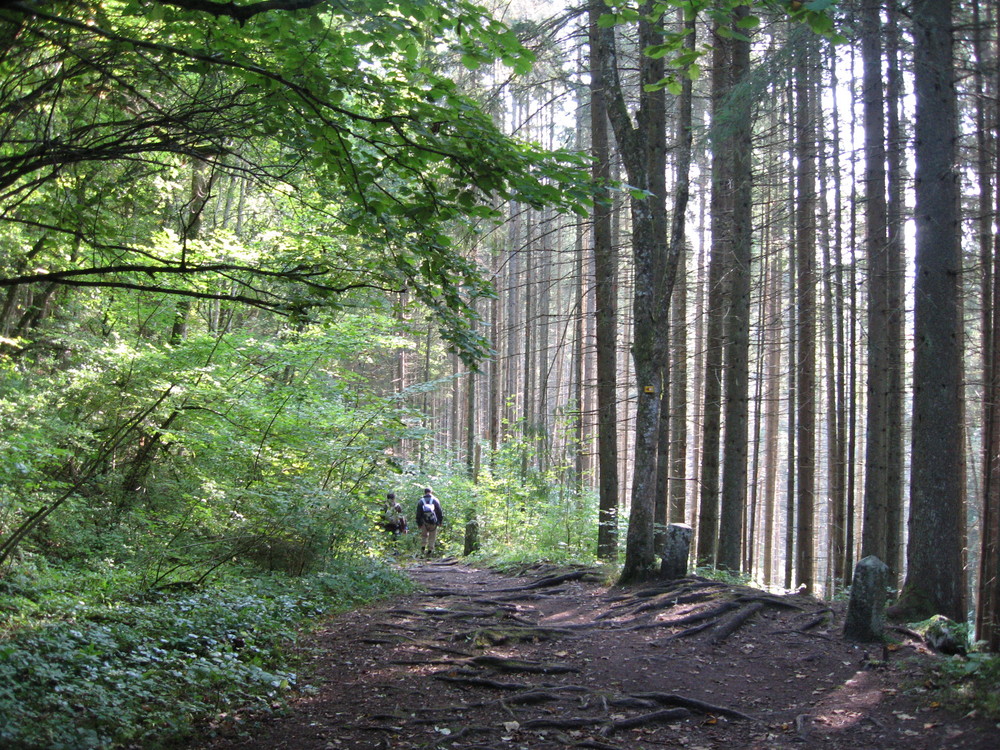 Lauter Bäume