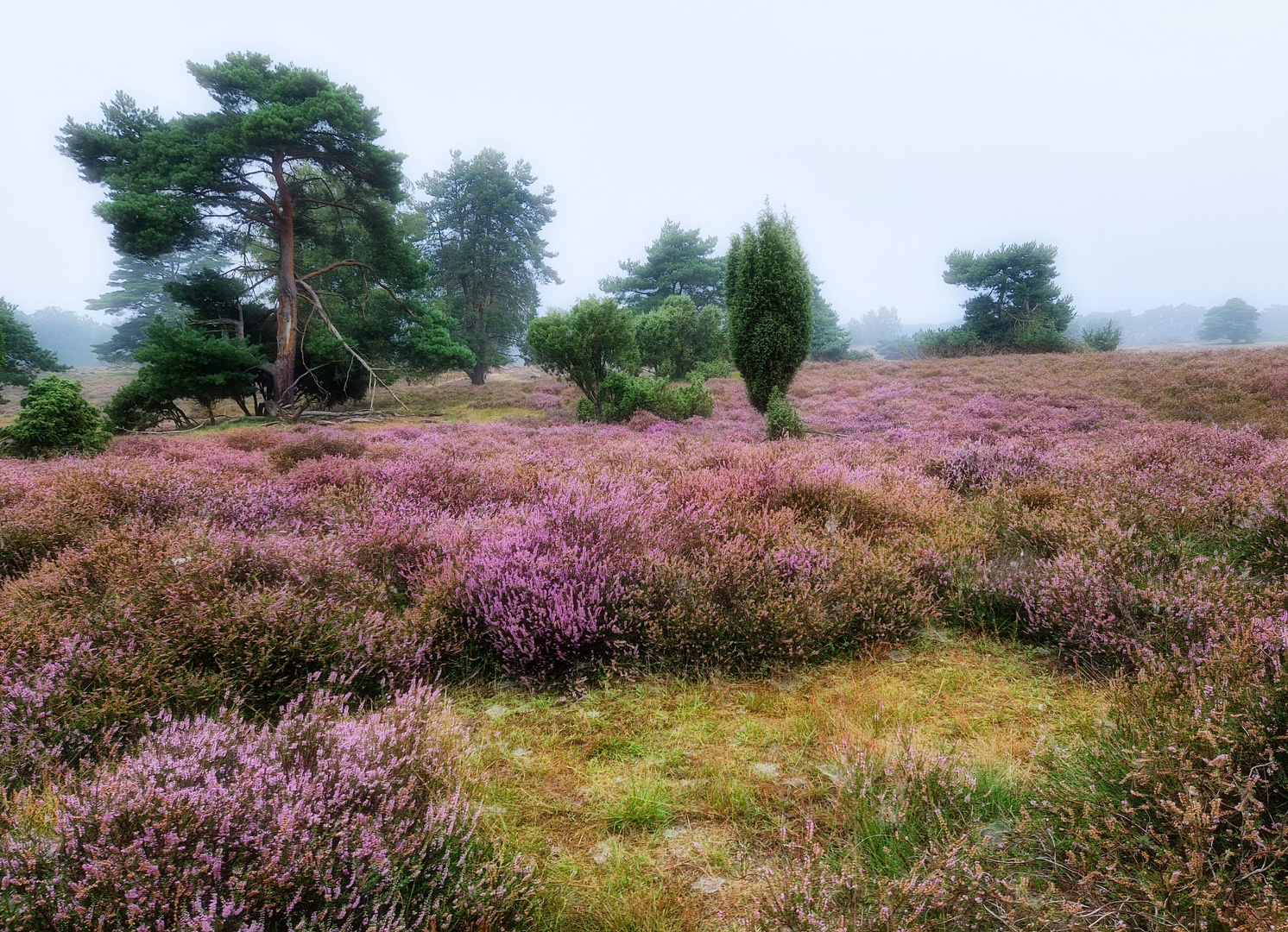 Lauter Blüten