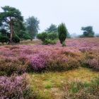 Lauter Blüten