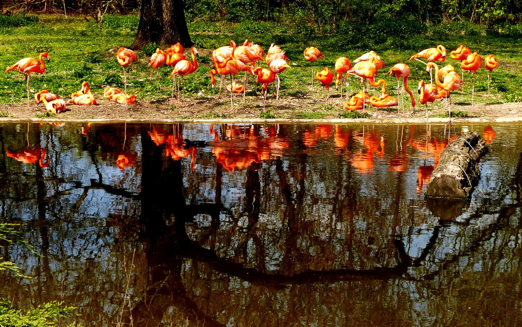 Lauter Flamingos