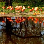 Lauter Flamingos