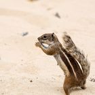 Lauter klein Racker am Strand