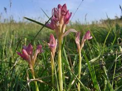 Lauter kleine Schmetterlinge