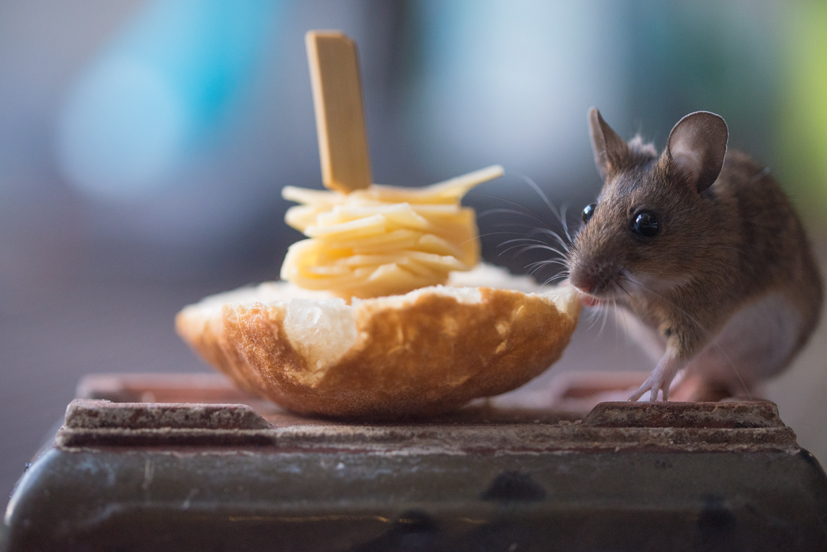 Lauter Leckereien für die Maus