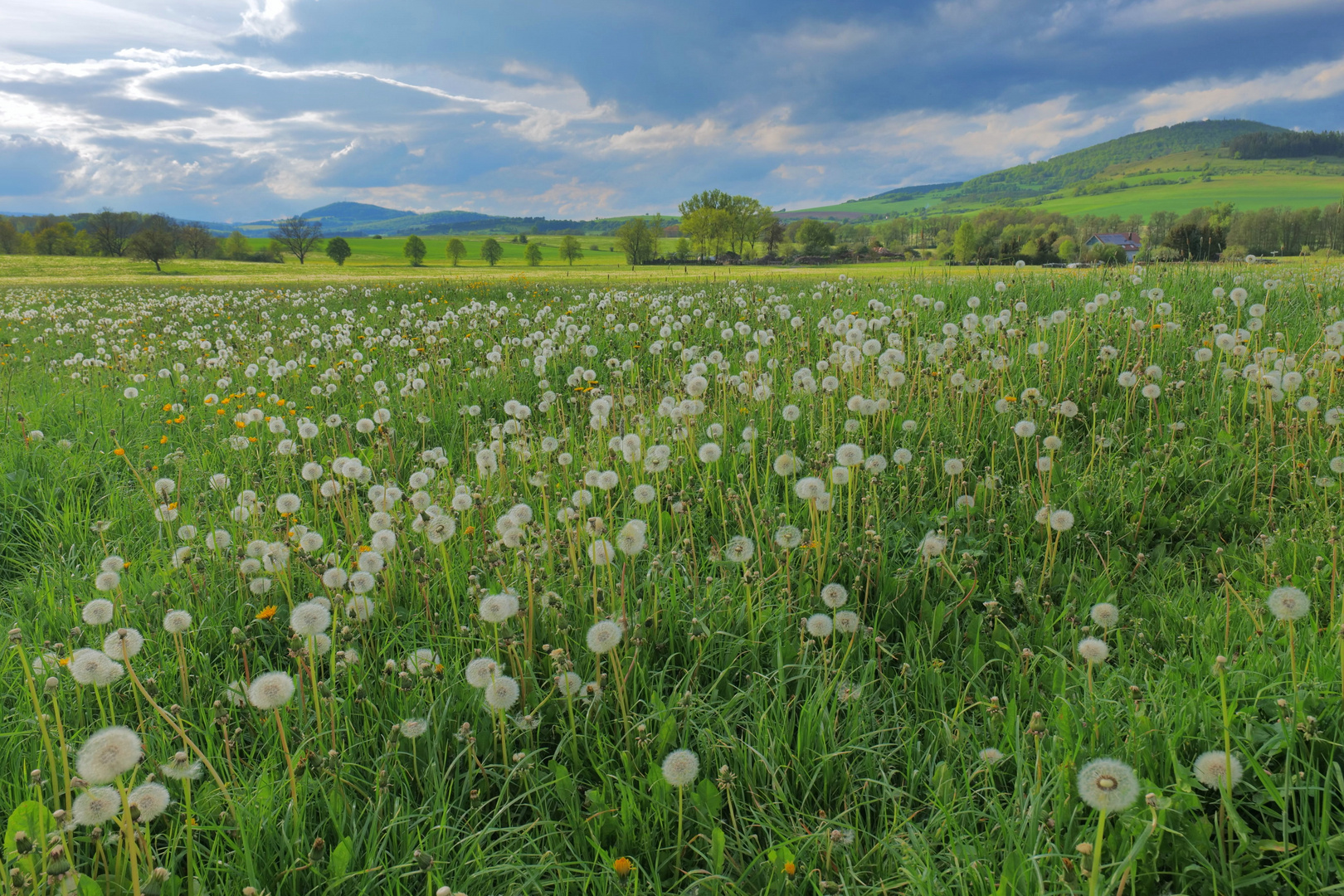 lauter Pusteblumen