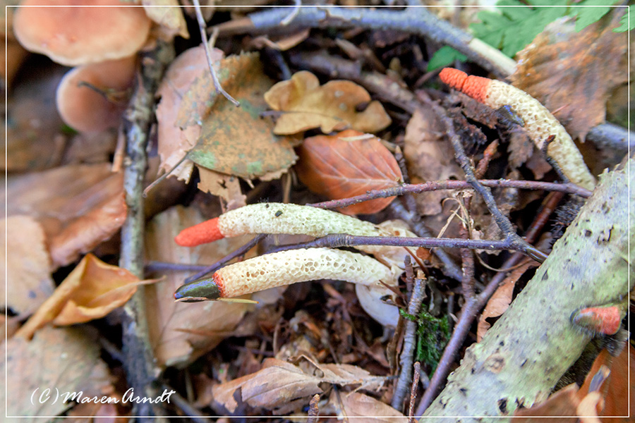 Lauter Schlaffies im Wald ..