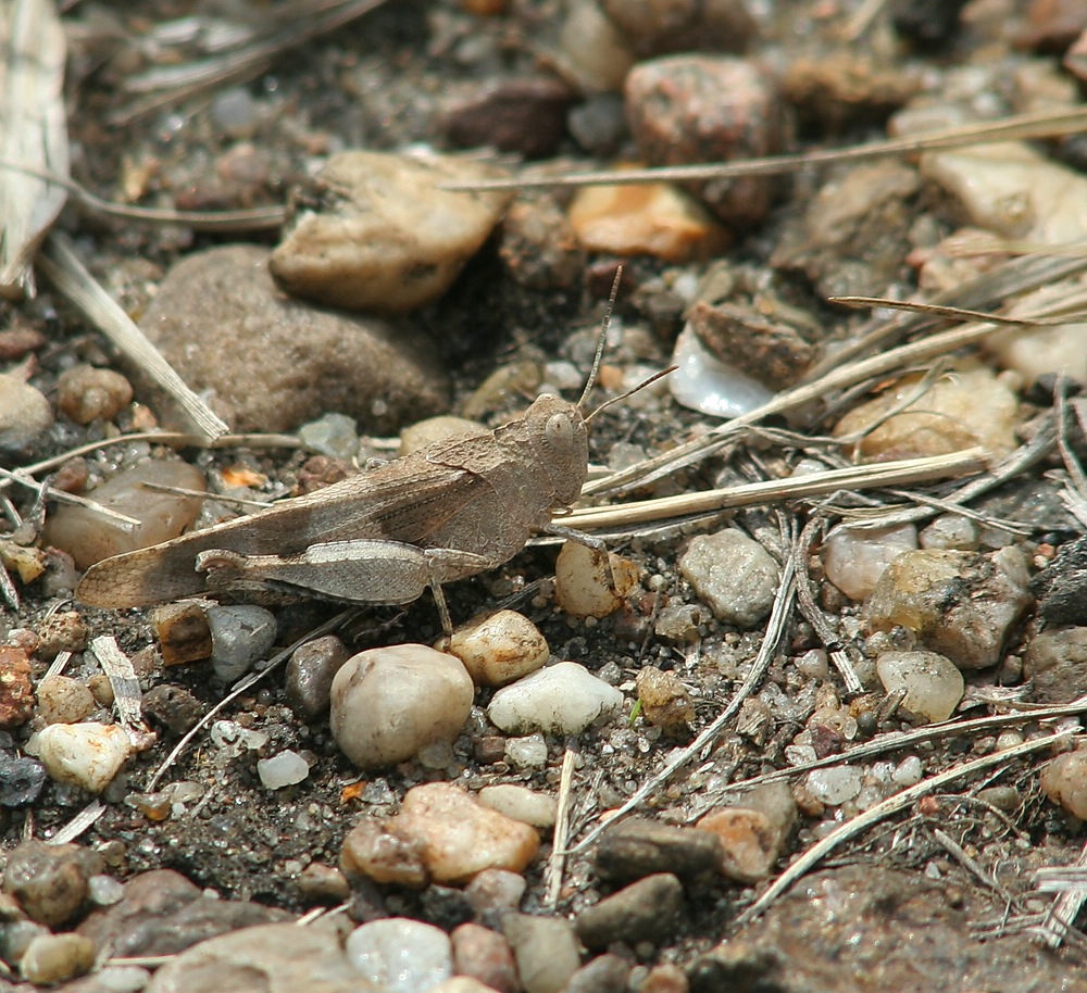 lauter Steinchen