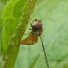 lauter "Summer" und "Brummer"