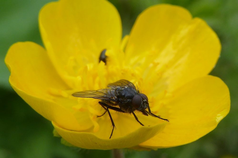 lauter "Summer" und "Brummer"