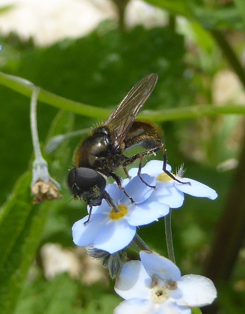 lauter "Summer" und "Brummer"