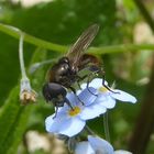 lauter "Summer" und "Brummer"